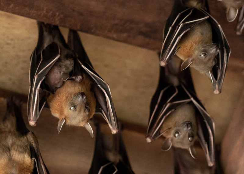 Lesser Dog-faced Fruit Bat, Cyneropterus brachyotis, Mother with juvenile