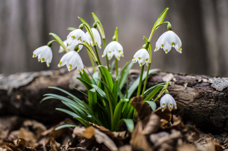 Leucojum Vernum