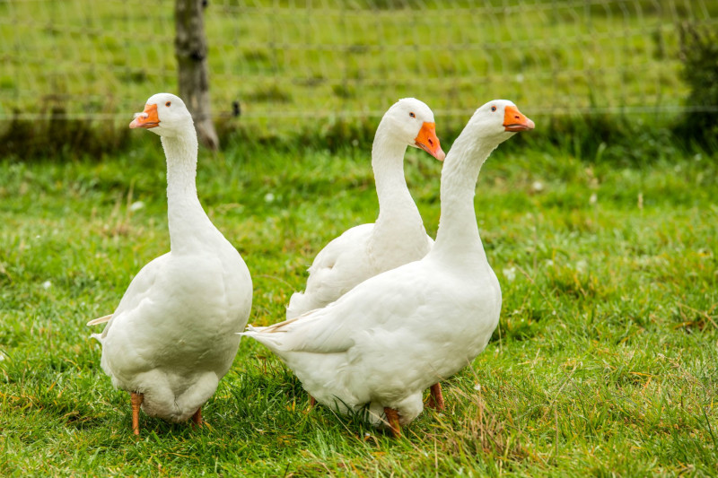 liba_AdobeStock_232042104