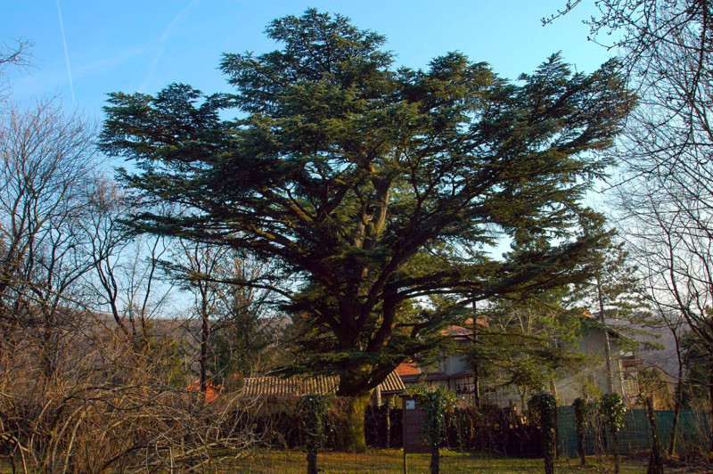 Libonaoni cédrus a II. kerületben