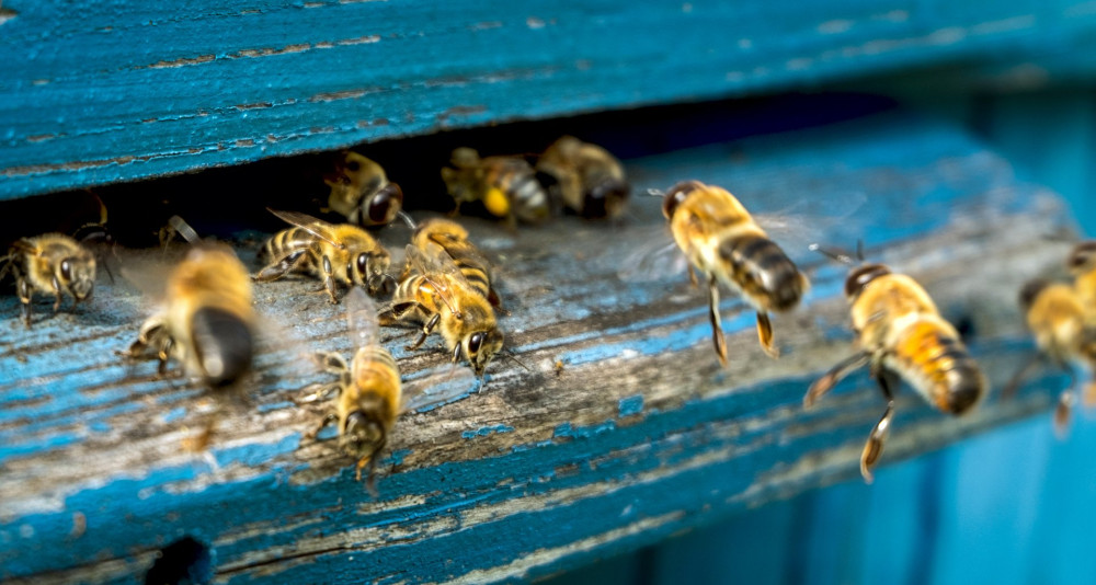 Life of bees. Worker bees. The bees bring honey