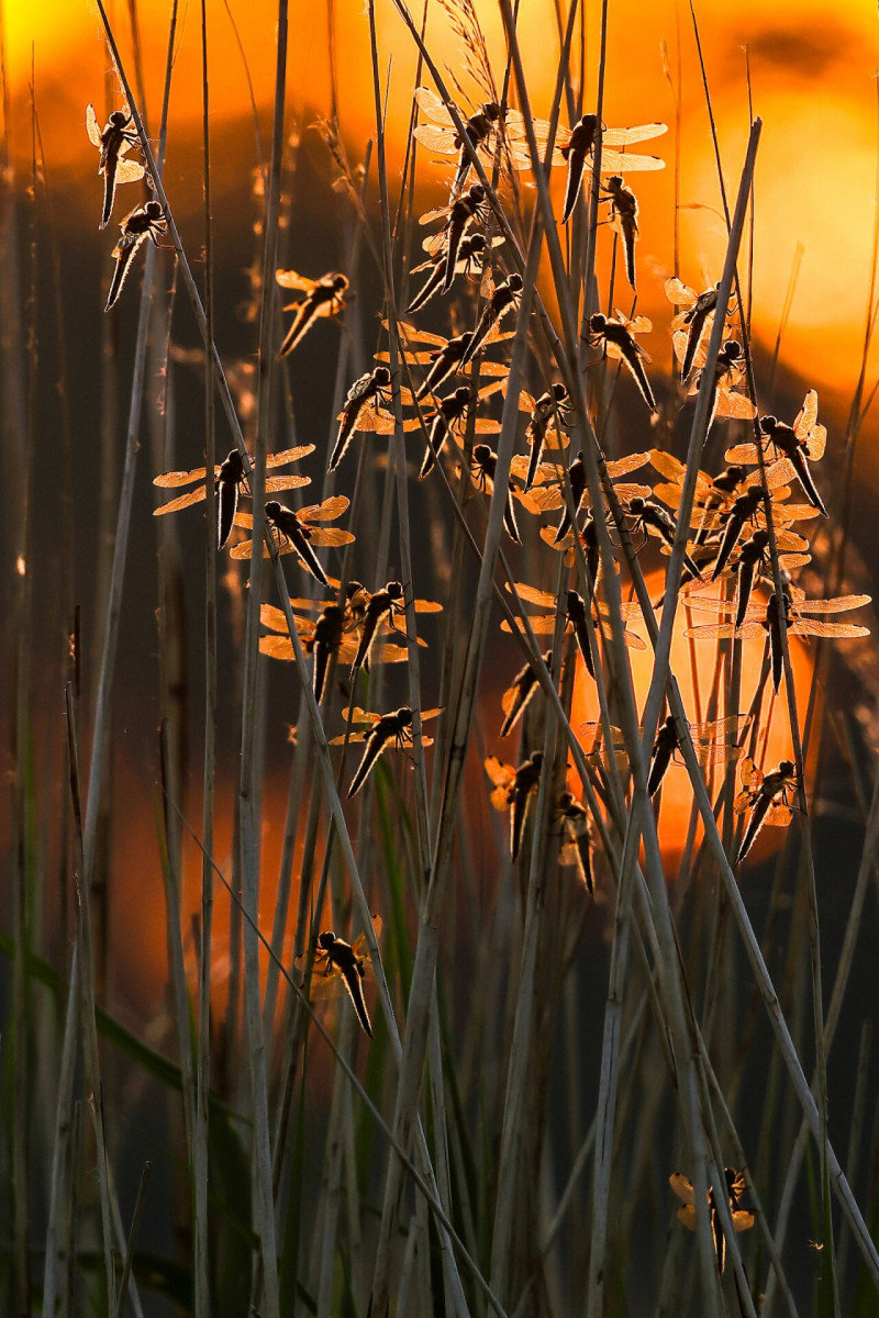 LIGHT - Bronze Award Winner