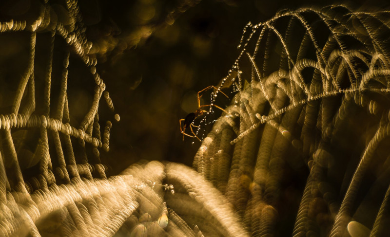 LIGHT HIGHLY COMMENDED