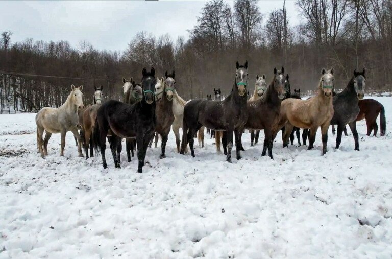 Lipicai lovak vágtája a havas tájban – videó