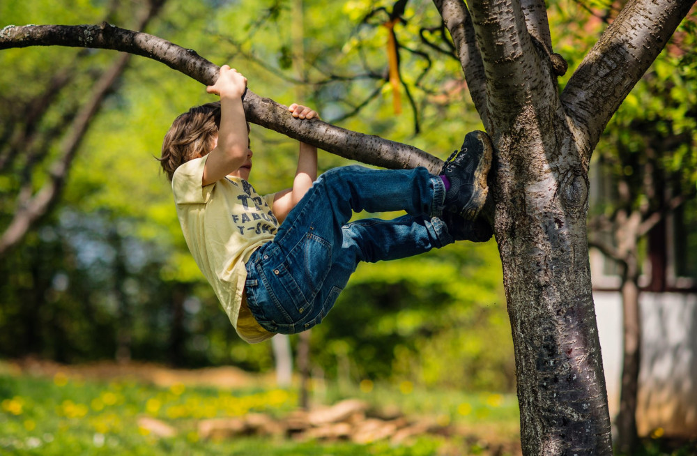 Little boy facing challenge trying to climb a tree. Shallow depth of field.