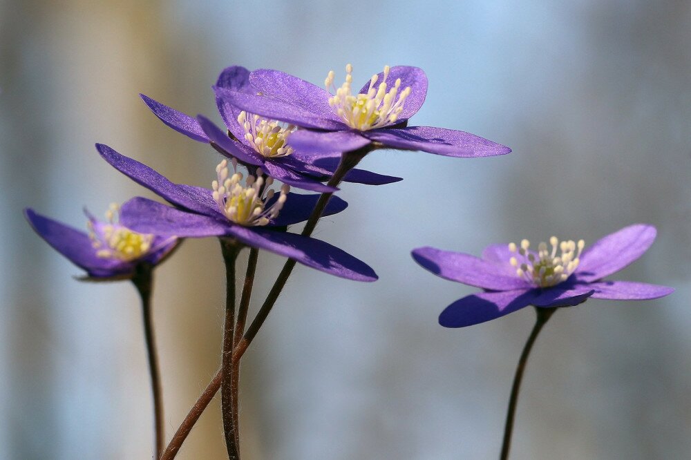 liverleaf blue spring flower