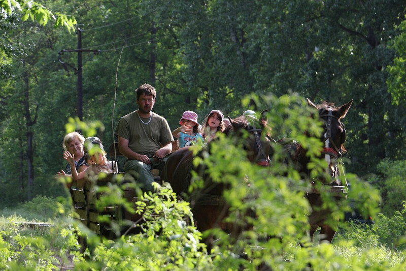 Lovasfogatozás a gemenci erdőben