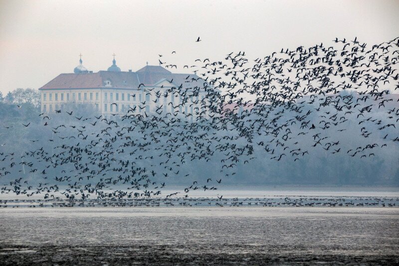 Ludak az öreg-tavon
