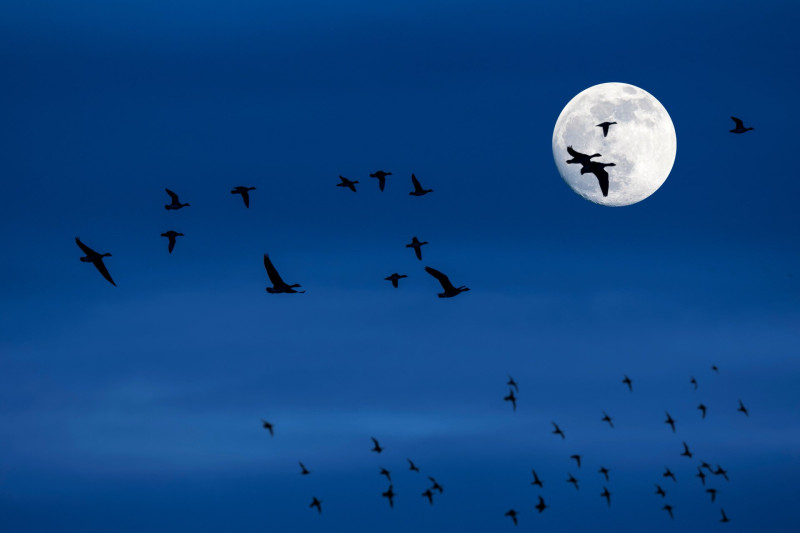 Ludak éjszakai vonulása