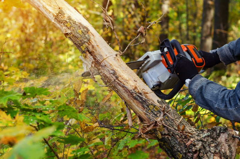 Lumberjack cuts down a lying tree with a chainsaw in the forest, close-up on the process of cutting down. Concept of professional logging. Deforestation