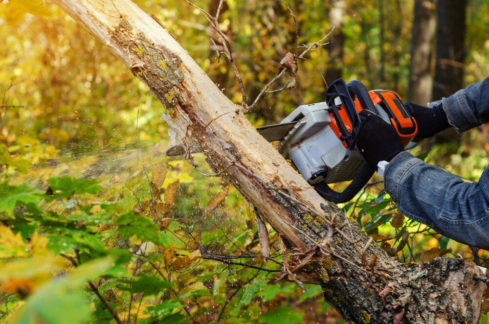 Lumberjack cuts down a lying tree with a chainsaw in the forest, close-up on the process of cutting down. Concept of professional logging. Deforestation