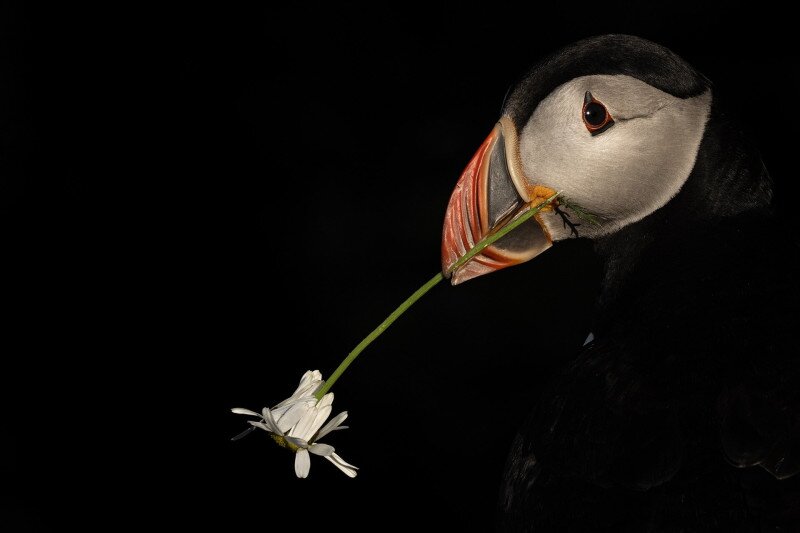 Lunda portréja virággal