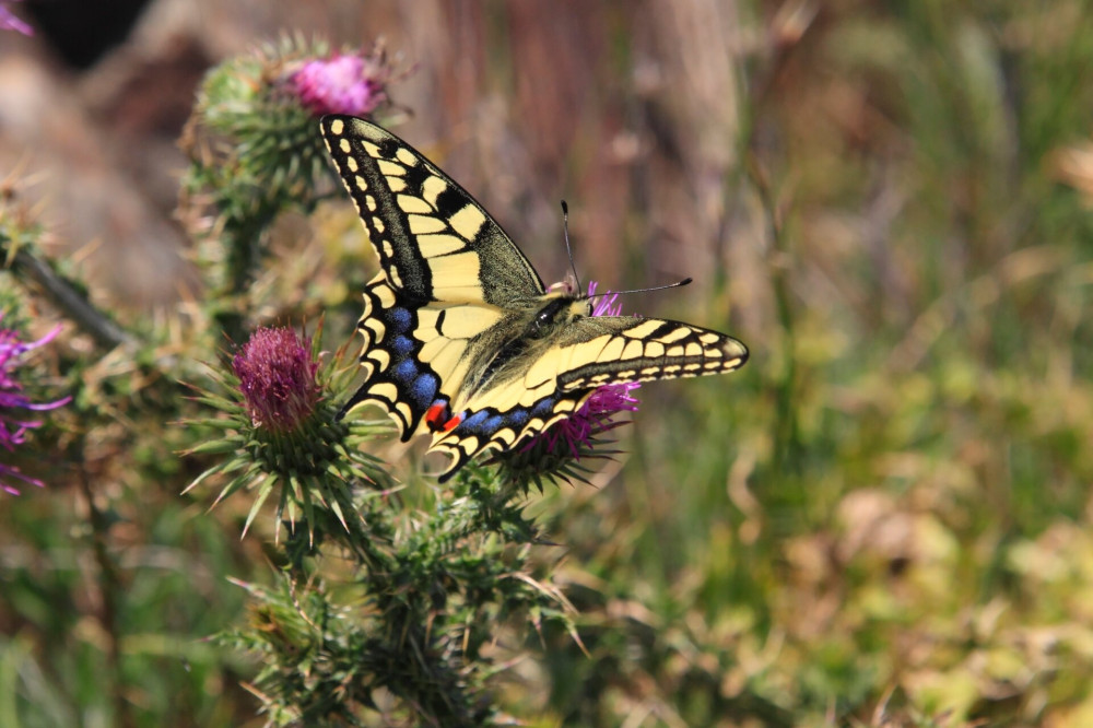 Machaon - Papilio machaon