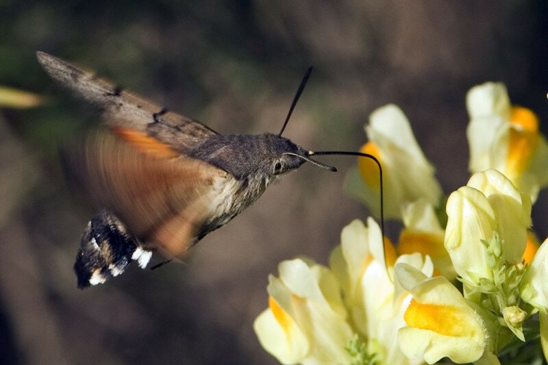 Macroglossum stellatarum / Moro sphinx