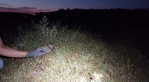 Macska szájából mentették ki a kuvikot