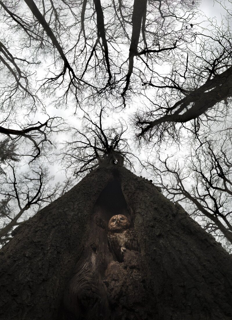 Macskabagoly egy tölgyfa hasadékában