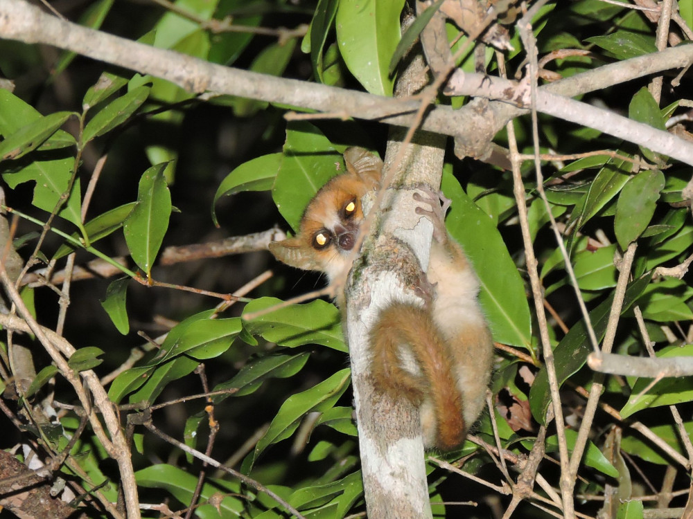 Madame_Berthe's_Mouse_Lemur