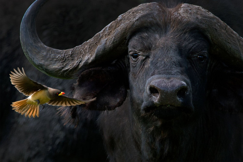 Madarak a kornyezetben 03 'Yellow-billed Oxpecker with Cape Buffalo' by Barbara Fleming