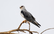 Madártani szenzáció – kuhi fészkelt a Dél-Alföldön