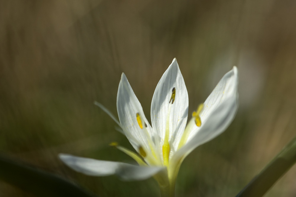 magyar_kikerics__3__colchicum_hungaricum.jpg