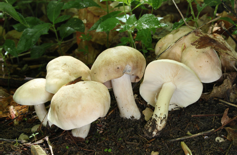 Maipilz_Calocybe_gambosa