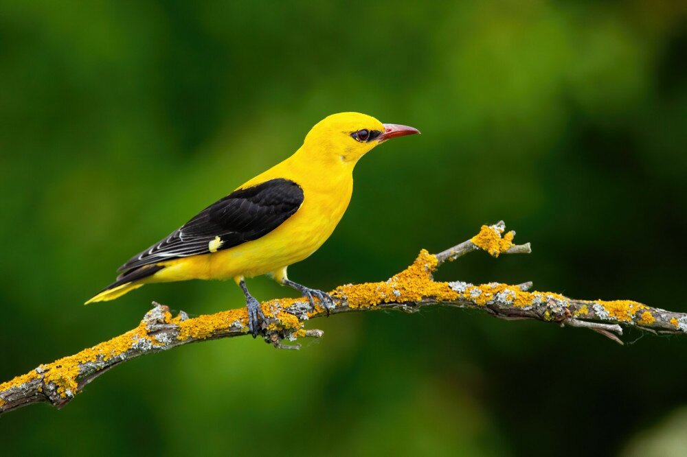 Male adult golden oriole, oriolus oriolus, on a moss covered twig in summer