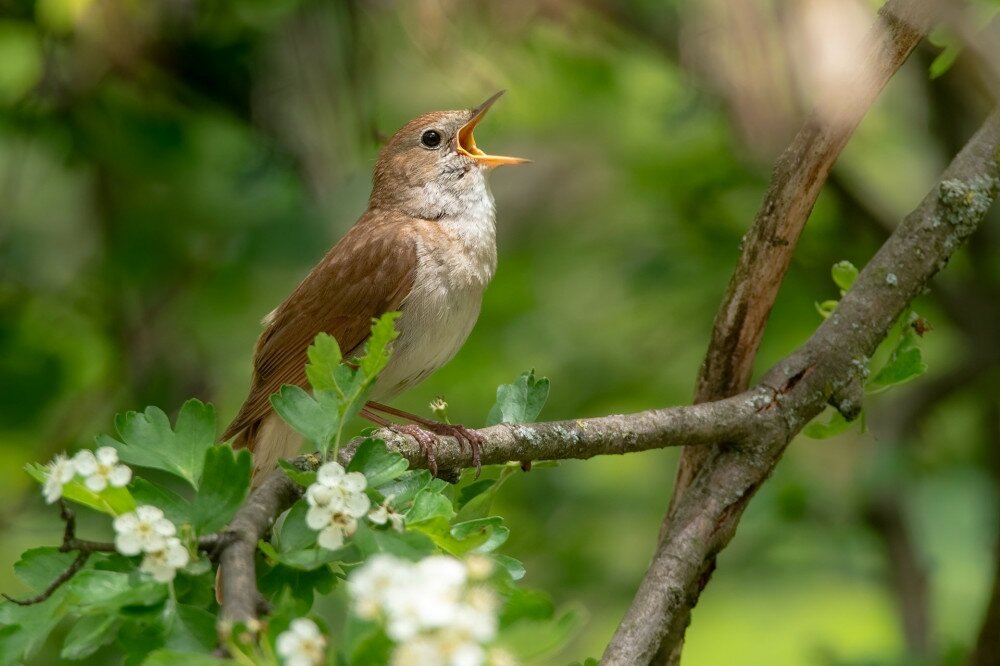Male Common nightingale (Luscinia megarhynchos) sits on a branch and sings. Singing bird sitting on blossoming twigs, a powerful voice, night spring singer, lives a hidden life, flowery tree with bird