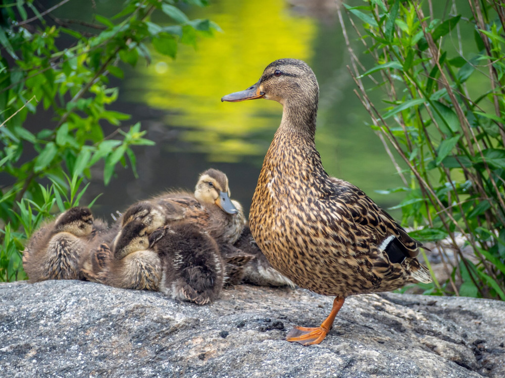 Mallard duck with babies