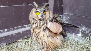 Már jobban van a zsákban talált bagolycsalád