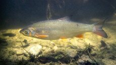 Már lehet szavazni 2026 Év Halára