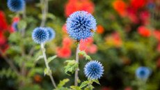 Már lehet szavazni 2026 Év Vadvirágára