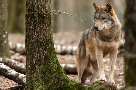 Már Nógrádban csatangol a „svájci" farkas