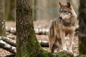 Már Nógrádban csatangol a „svájci" farkas