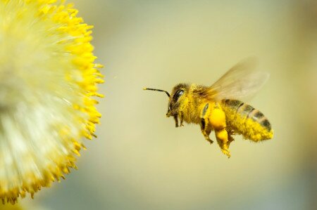 Ma van a Méhek napja: vigyázzunk a beporzókra