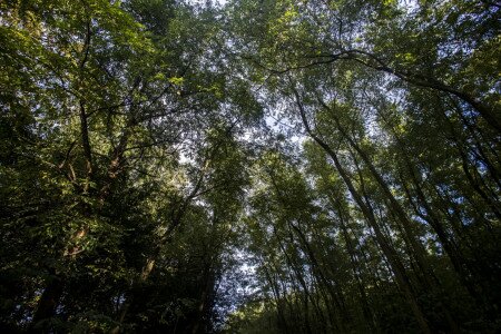 Ma van az erdők világnapja