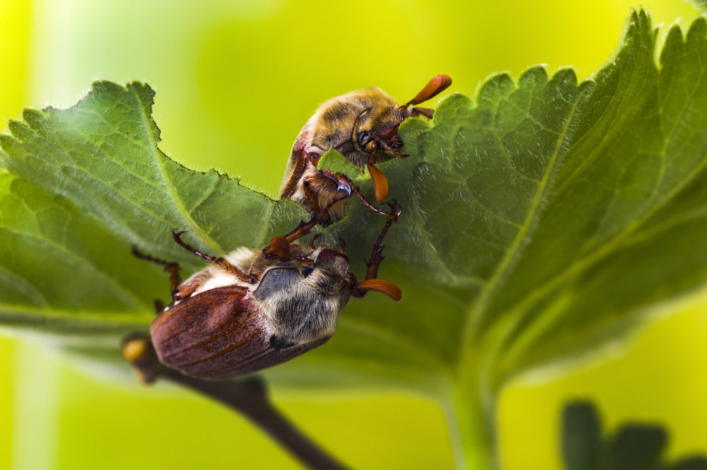 Maybeetle in springtime eating leaves