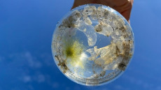 Medúzák a Balatonban?