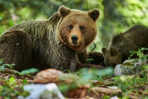 Medvecsalád kóborol a nógrádi erdőben