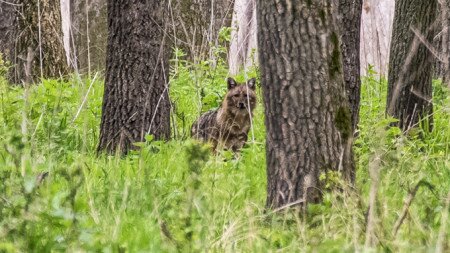 Medvehagyma és nádi farkas, egy alföldi erdő rejtett kincsei