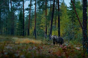 Medve jár a Bükkben és az Aggteleki Nemzeti Parkban is