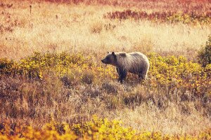 Medve kergetett meg túrázókat egy amerikai nemzeti parkban