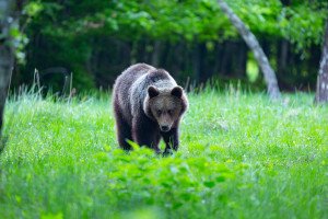 Medvék bóklászhatnak a Cserhátban 