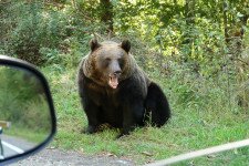 Medve ölt meg egy olasz turistát Romániában