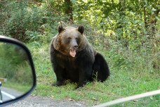 Medve ölt meg egy olasz turistát Romániában