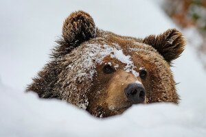 Medvére bukkantak a hó alatt a sítúrázók a Tátrában