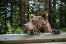 Medve támadhatta meg a holtan talált férfit Szlovákiában