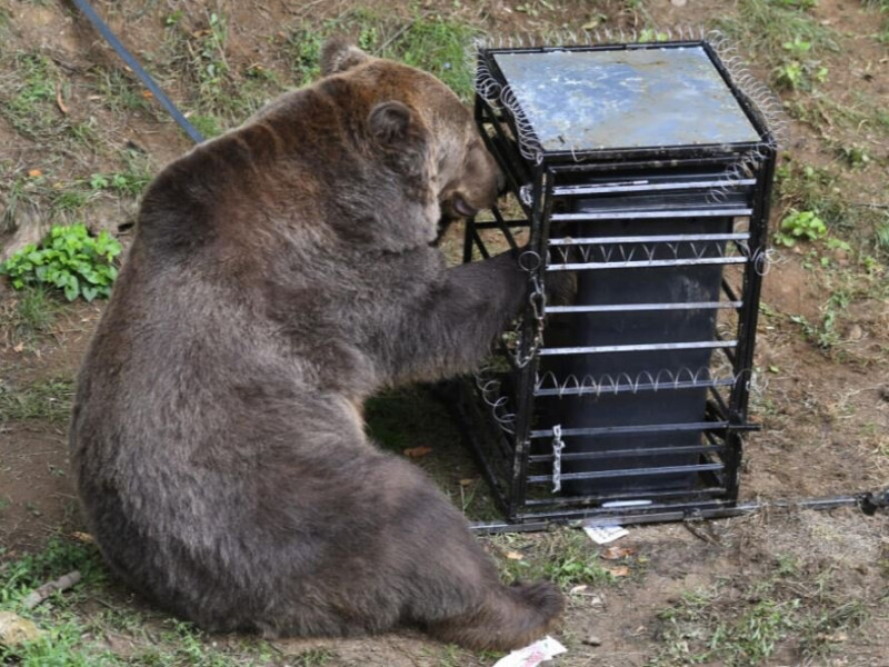 Medve teszt Kassa Zoo 2021 Milan Kapusta