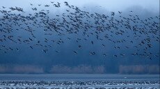 Megérkezett az első nagy vadlúdcsapat a tatai Öreg-tóra