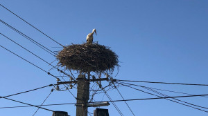 Megérkezett fészkére az első gólya