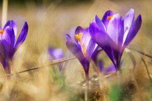 Megjelent még egy lila tavaszhírnök: a kárpáti sáfrány